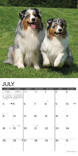 Australian Shepherds 2027 12" x 12" Wall Calendar