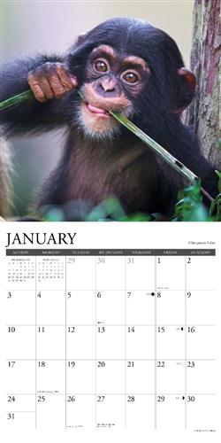 Baby Animals 2027 12" x 12" Wall Calendar