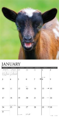 Baby Goats 2027 12" x 12" Wall Calendar