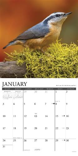 Backyard Birds 2027 12" x 12" Wall Calendar