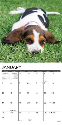 Basset Hound Puppies 2027 12" x 12" Wall Calendar