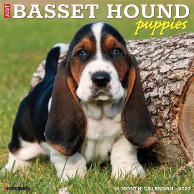 Basset Hound Puppies 2027 12" x 12" Wall Calendar
