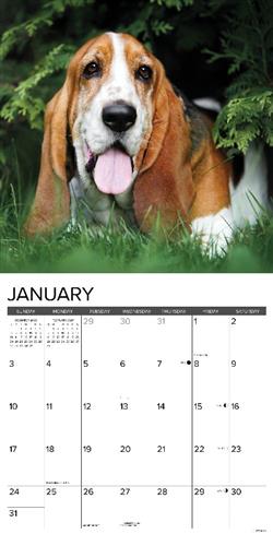 Basset Hounds 2027 12" x 12" Wall Calendar