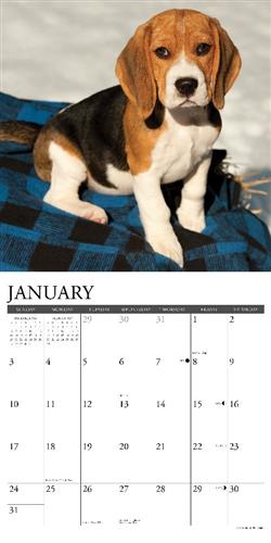 Beagle Puppies 2027 12" x 12" Wall Calendar