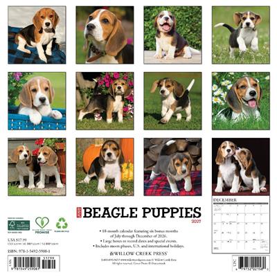 Beagle Puppies 2027 12" x 12" Wall Calendar