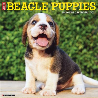 Beagle Puppies 2027 12" x 12" Wall Calendar