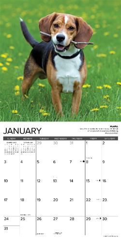 Beagle Rules 2027 12" x 12" Wall Calendar