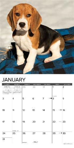 Beagles 2027 12" x 12" Wall Calendar