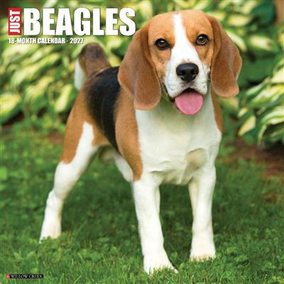 Beagles 2027 12" x 12" Wall Calendar