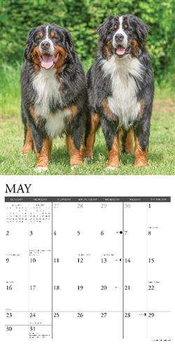 Bernese Mountain Dogs 2027 12" x 12" Wall Calendar