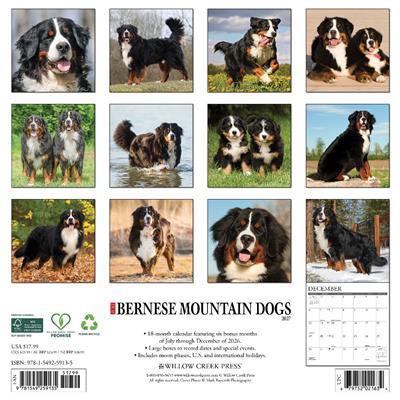 Bernese Mountain Dogs 2027 12" x 12" Wall Calendar