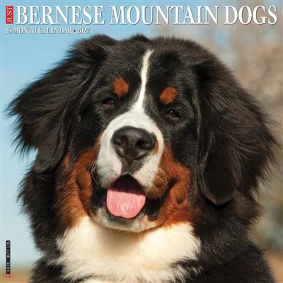 Bernese Mountain Dogs 2027 12" x 12" Wall Calendar
