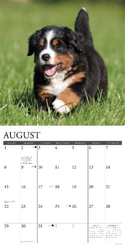Bernese Mountain Puppies 2027 12" x 12" Wall Calendar