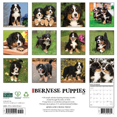 Bernese Mountain Puppies 2027 12" x 12" Wall Calendar