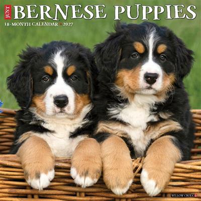 Bernese Mountain Puppies 2027 12" x 12" Wall Calendar