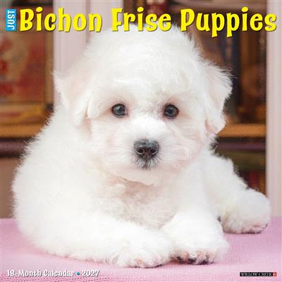Bichon Frise Puppies 2027 12" x 12" Wall Calendar