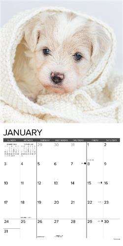 Bichon Frise Puppies 2027 12" x 12" Wall Calendar