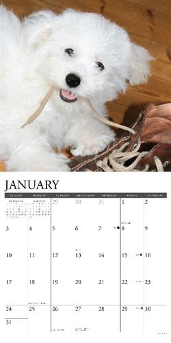 Bichon Frises 2027 12" x 12" Wall Calendar
