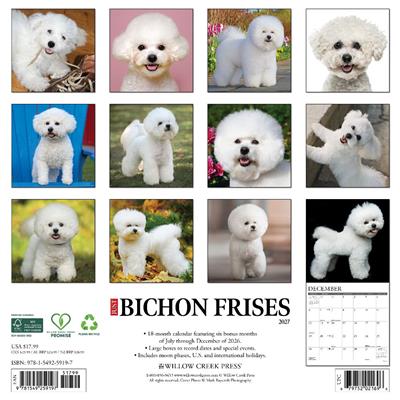 Bichon Frises 2027 12" x 12" Wall Calendar