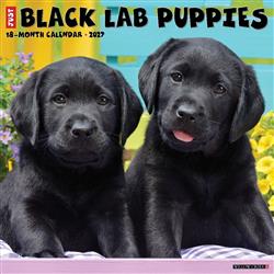 Black Lab Puppies 2027 12" x 12" Wall Calendar