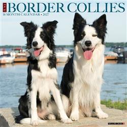 Border Collies 2027 12" x 12" Wall Calendar