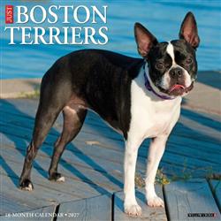 Boston Terriers 2027 12" x 12" Wall Calendar