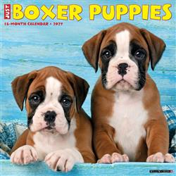 Boxer Puppies 2027 12" x 12" Wall Calendar