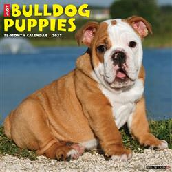 Bulldog Puppies 2027 12" x 12" Wall Calendar