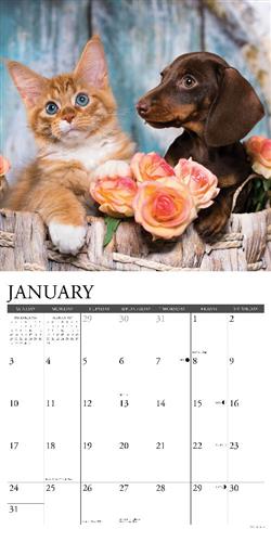 Cats & Dogs 2027 12" x 12" Wall Calendar