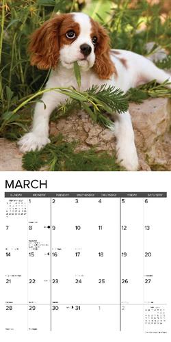 Cavalier King Charles Spaniel Puppies 2027 12" x 12" Wall Calendar