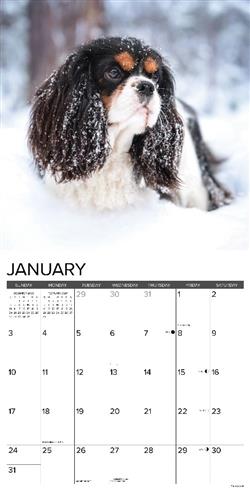 Cavalier King Charles Spaniels 2027 12" x 12" Wall Calendar