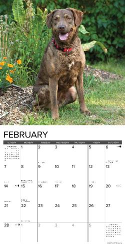 Chesapeake Bay Retrievers 2027 12" x 12" Wall Calendar