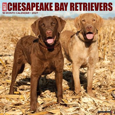 Chesapeake Bay Retrievers 2027 12" x 12" Wall Calendar