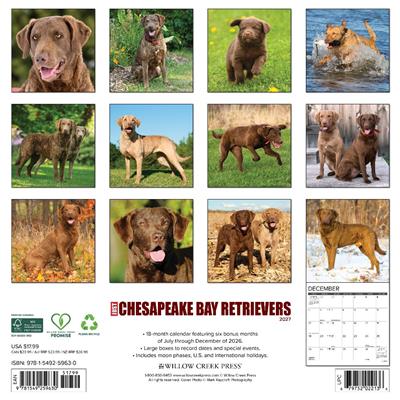 Chesapeake Bay Retrievers 2027 12" x 12" Wall Calendar