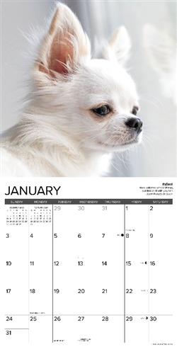 Chihuahua Rules 2027 12" x 12" Wall Calendar