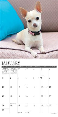 Chihuahuas 2027 12" x 12" Wall Calendar