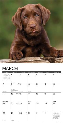 Chocolate Lab Puppies 2027 12" x 12" Wall Calendar