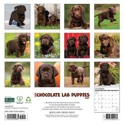 Chocolate Lab Puppies 2027 12" x 12" Wall Calendar