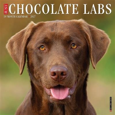 Chocolate Labs 2027 12" x 12" Wall Calendar