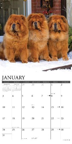 Chow Chows 2027 12" x 12" Wall Calendar