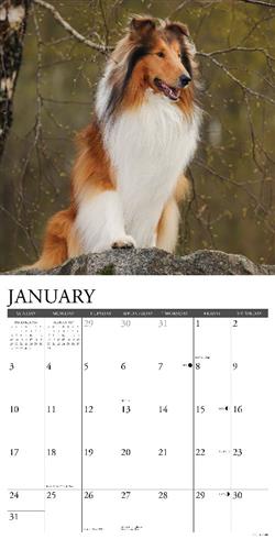 Collies 2027 12" x 12" Wall Calendar
