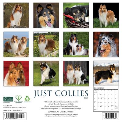 Collies 2027 12" x 12" Wall Calendar