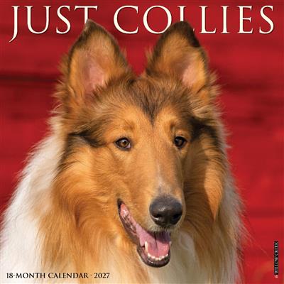Collies 2027 12" x 12" Wall Calendar