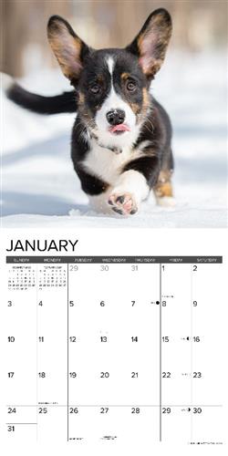 Corgi Puppies 2027 12" x 12" Wall Calendar