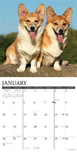 Corgis 2027 12" x 12" Wall Calendar