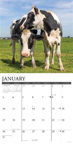 Cows 2027 12" x 12" Wall Calendar