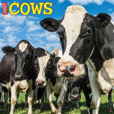 Cows 2027 12" x 12" Wall Calendar