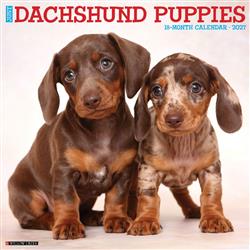 Dachshund Puppies 2027 12" x 12" Wall Calendar