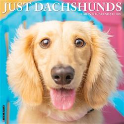 Dachshunds 2027 12" x 12" Wall Calendar