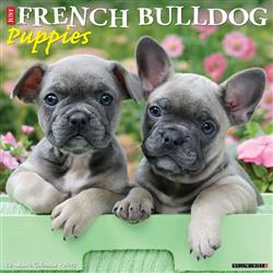 French Bulldog Puppies 2027 12" x 12" Wall Calendar